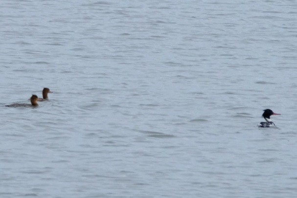 Serreta Mediana - ML647737504