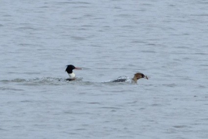 Serreta Mediana - ML647737505