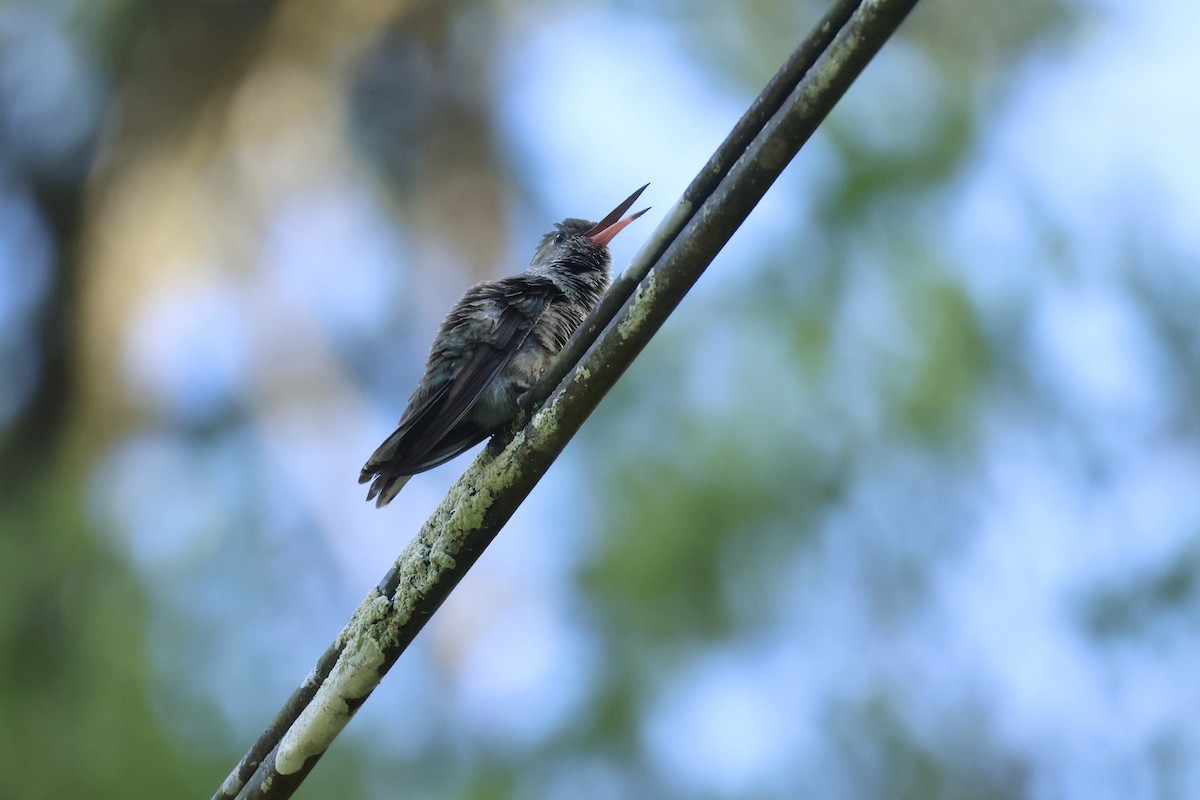 Чешуйчатогрудый саблекрыл - ML647737506