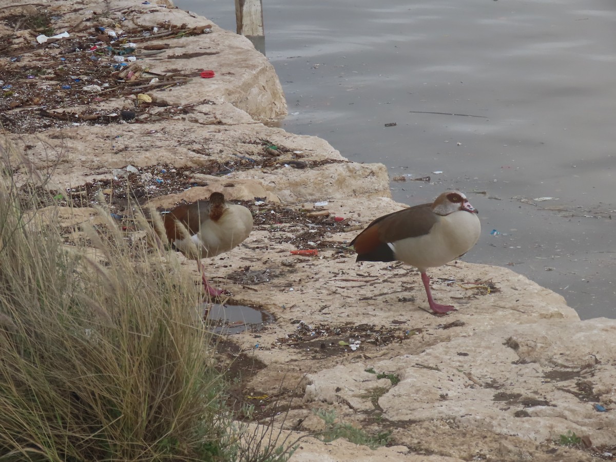 Egyptian Goose - ML647737512