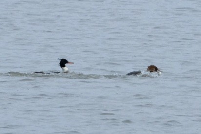 Serreta Mediana - ML647737521