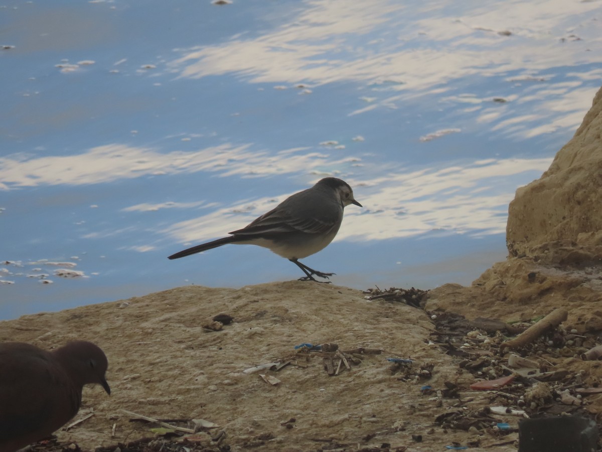 נחליאלי לבן - ML647737523