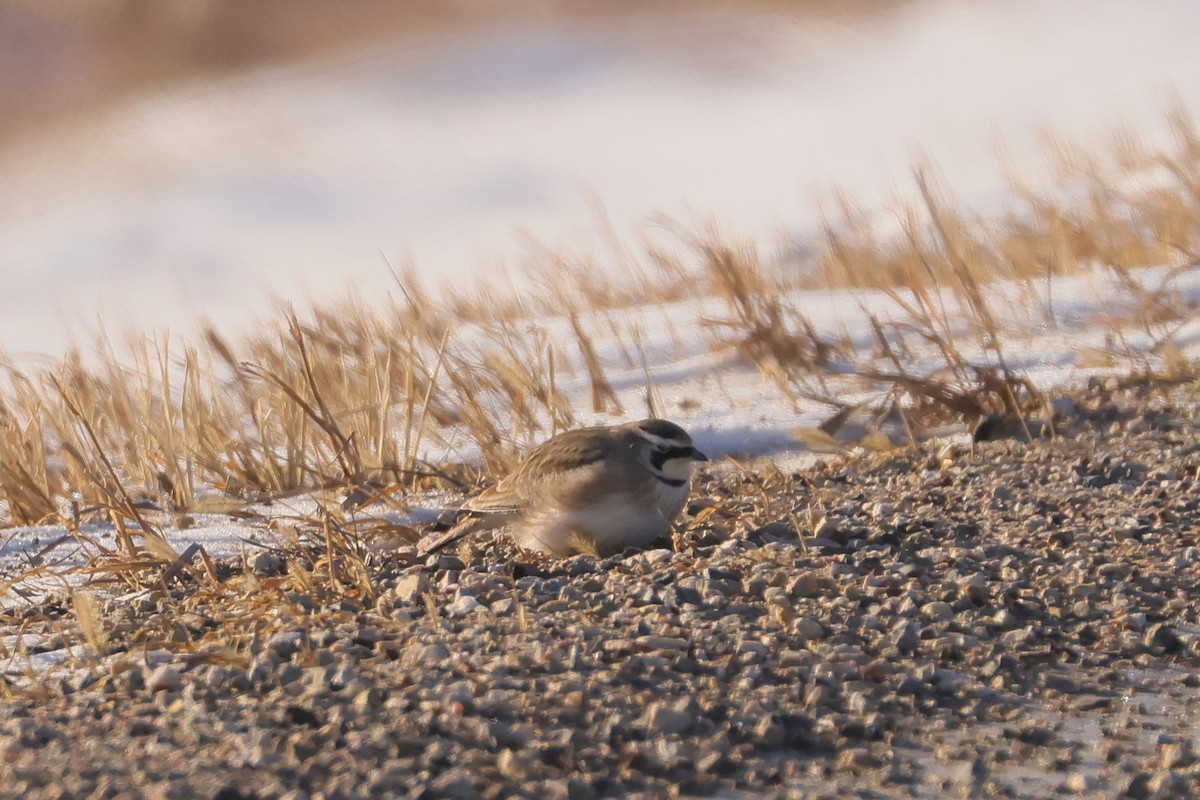 Horned Lark - ML647737524