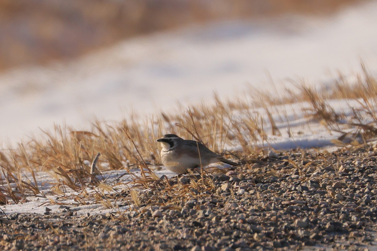 Horned Lark - ML647737531