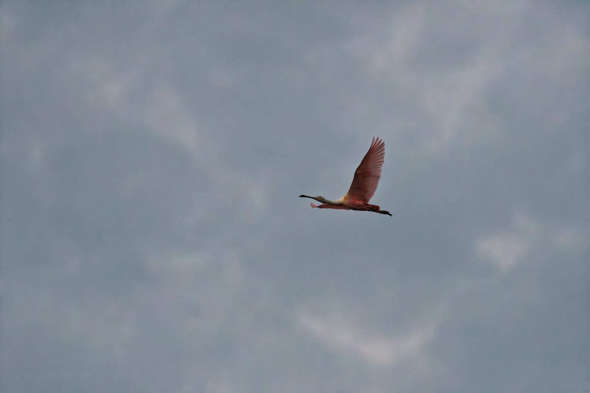 Espátula Rosada - ML647737539