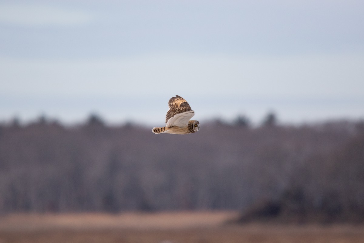 ינשוף שדות - ML647737549