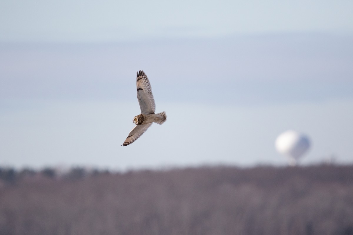 ינשוף שדות - ML647737550