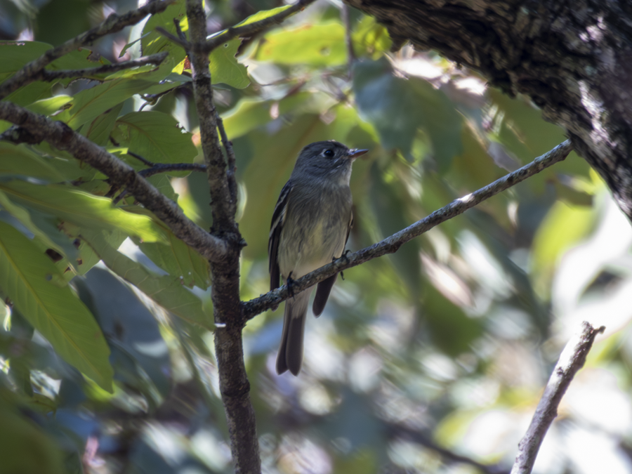 Hammond's Flycatcher - ML647737568
