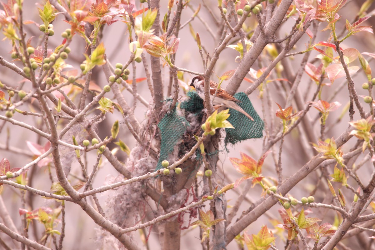 House Sparrow - ML647737569