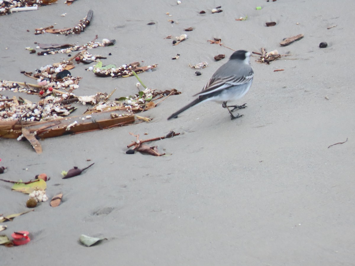 נחליאלי לבן - ML647737570