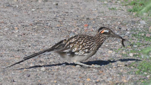 Таязура-подорожник каліфорнійська - ML647737573