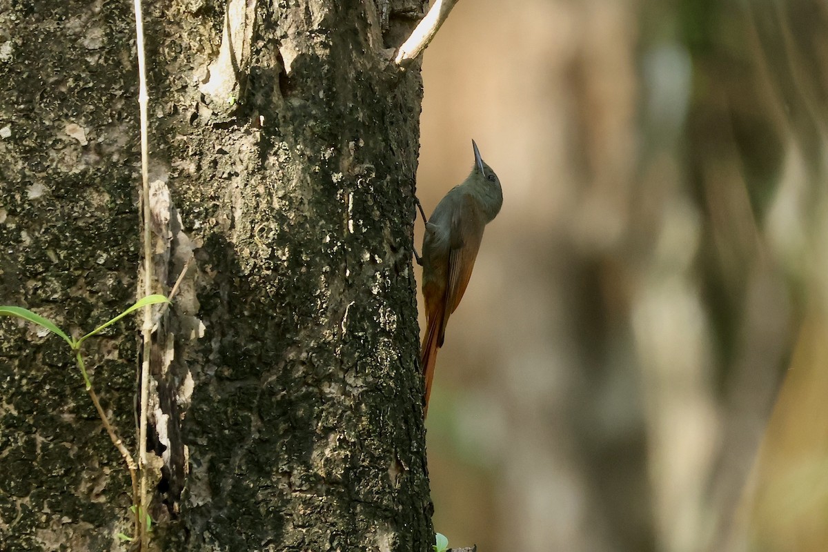 Olivaceous Woodcreeper - ML647737578