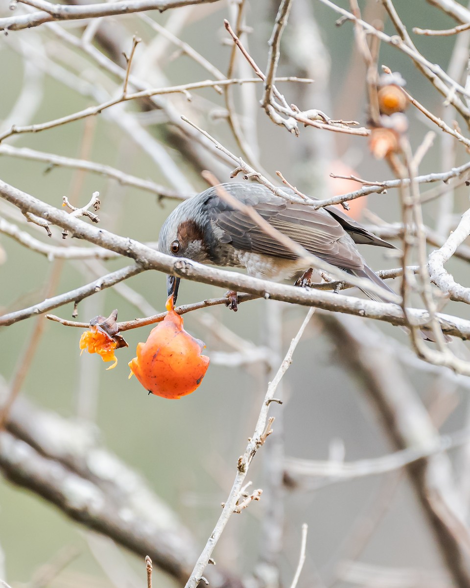 Brown-eared Bulbul - ML647737583