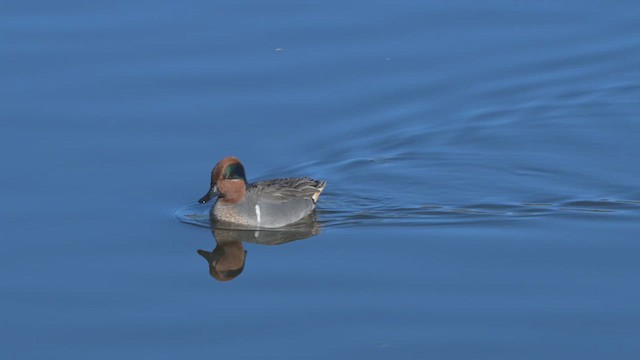 Чирянка мала - ML647737595