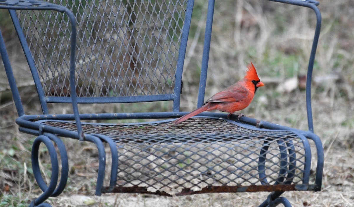 Красный кардинал - ML647737610