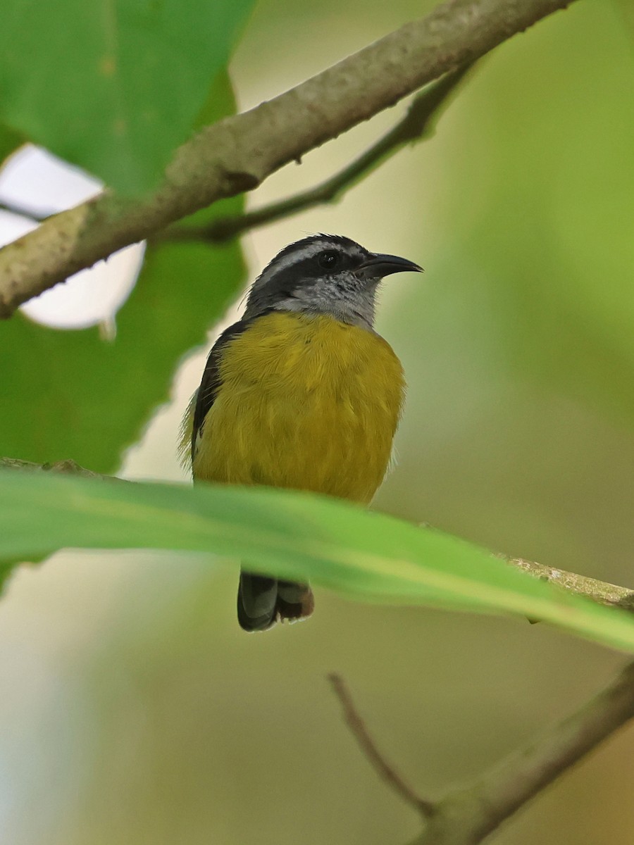 Bananaquit - ML647737619