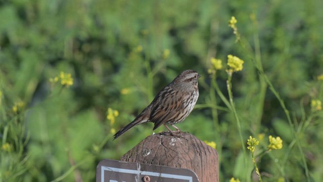 Пасовка співоча - ML647737620