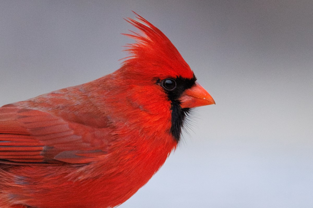 Красный кардинал - ML647737638