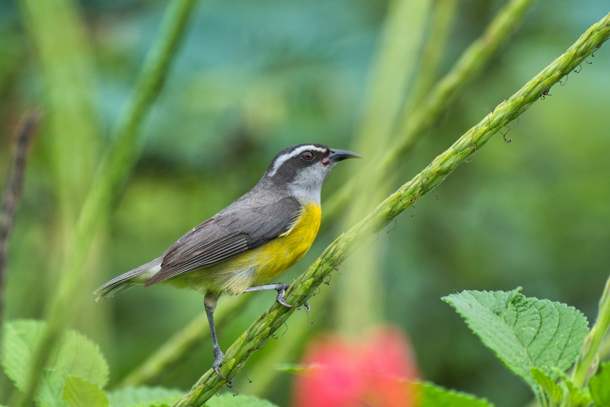 Bananaquit - ML647737654