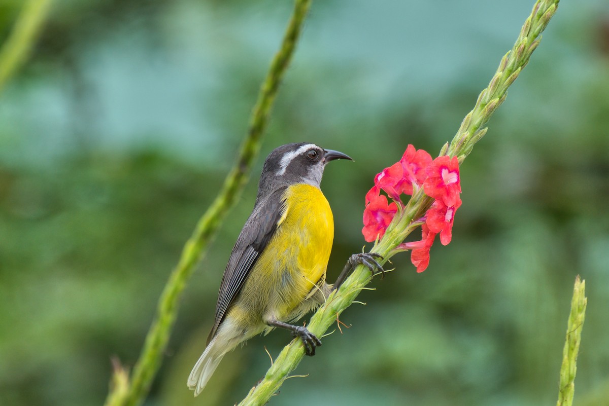 Bananaquit - ML647737657