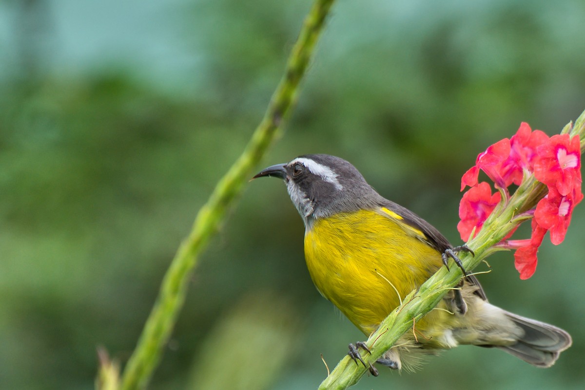 Bananaquit - ML647737662