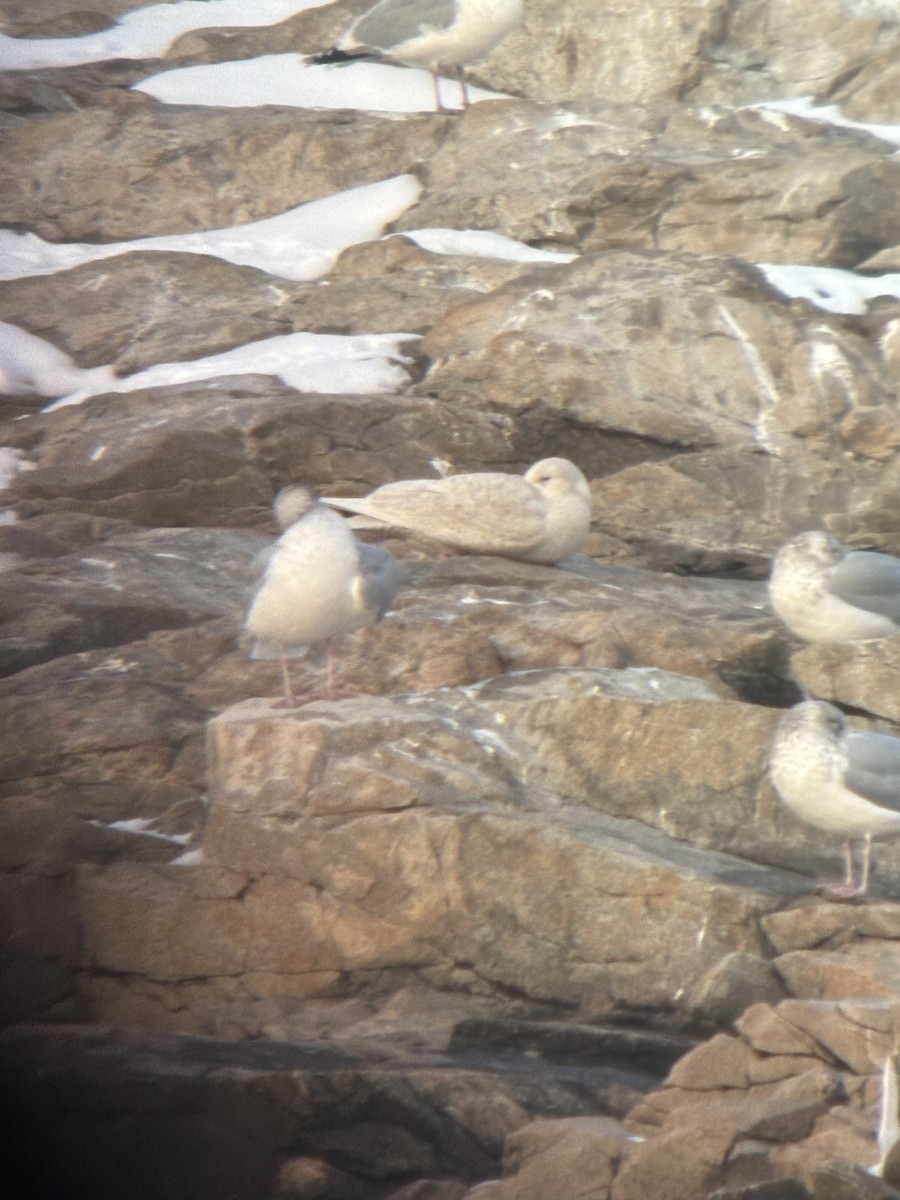 Glaucous Gull - ML647737666