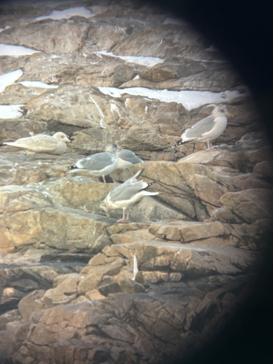 Glaucous Gull - ML647737667