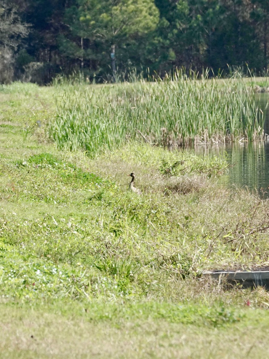 Ánsar Careto - ML647737668