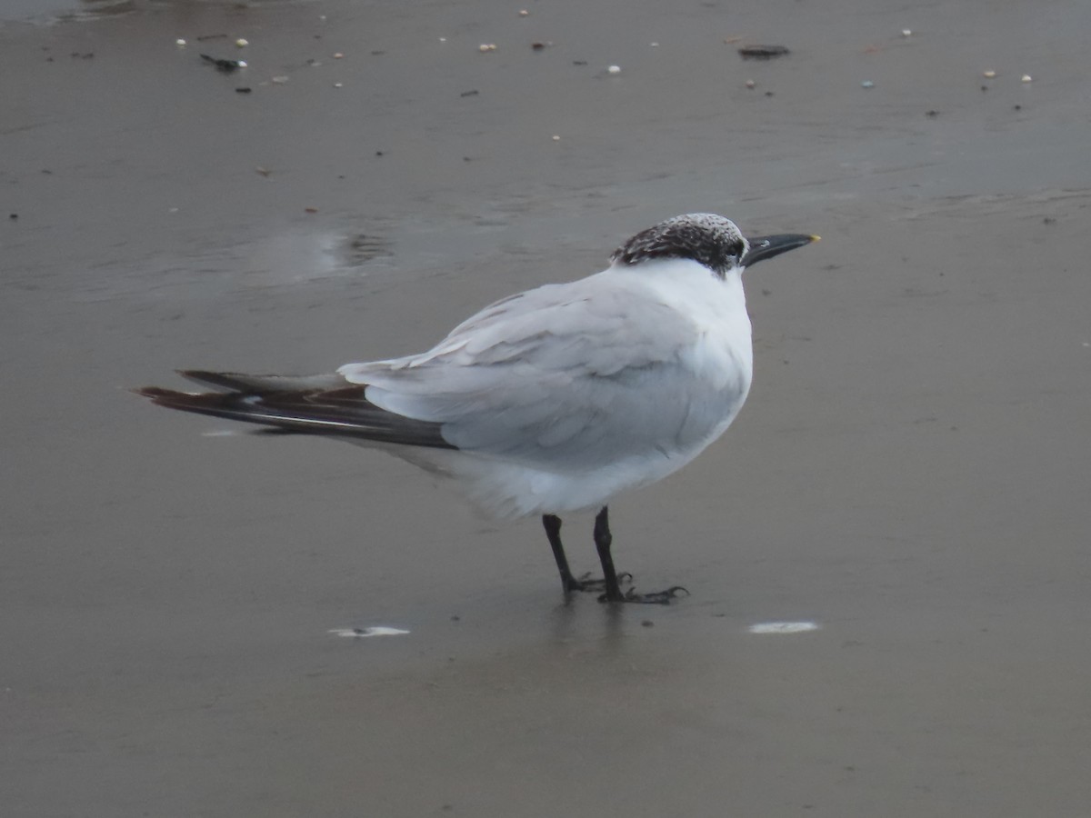 Sandwich Tern (Eurasian) - ML647737679