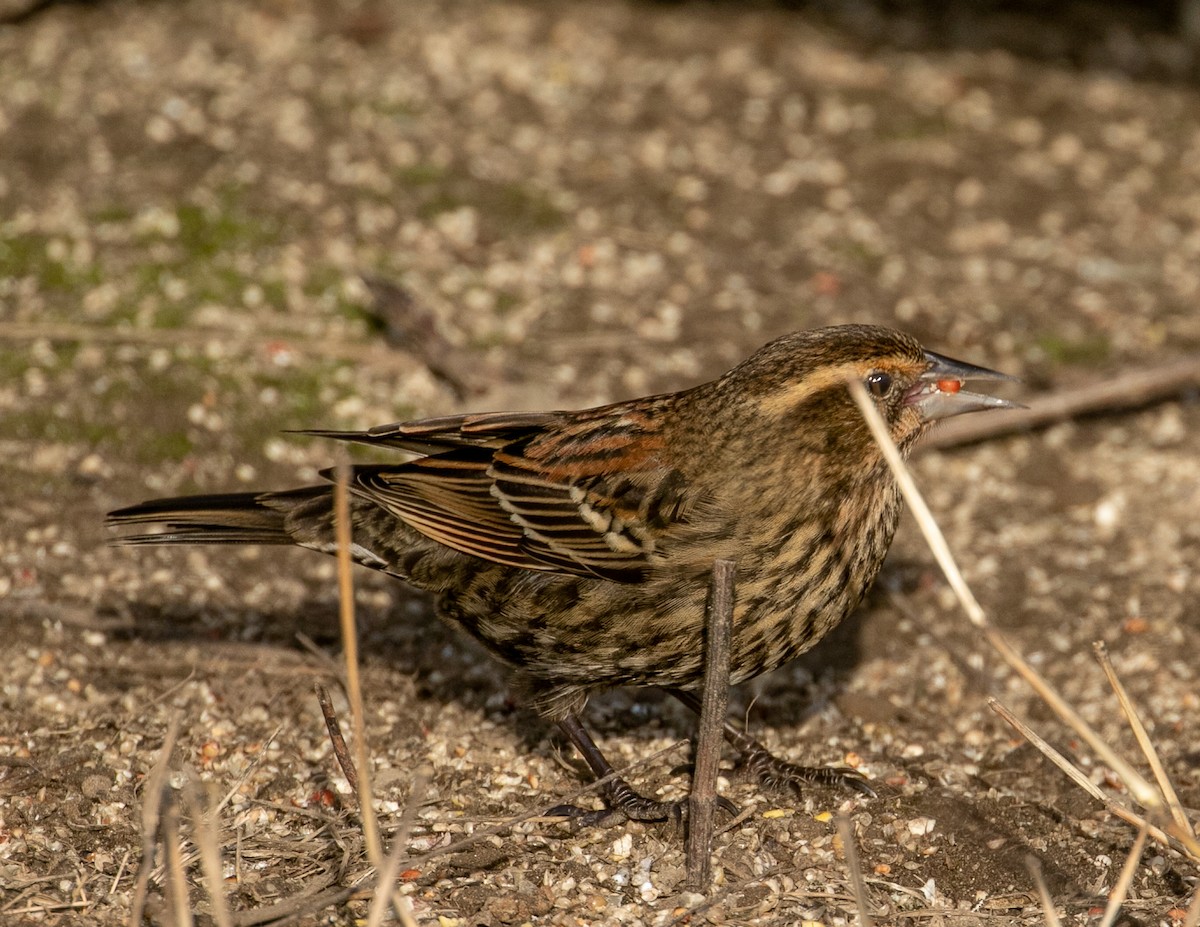 Red-winged Blackbird - ML647737681