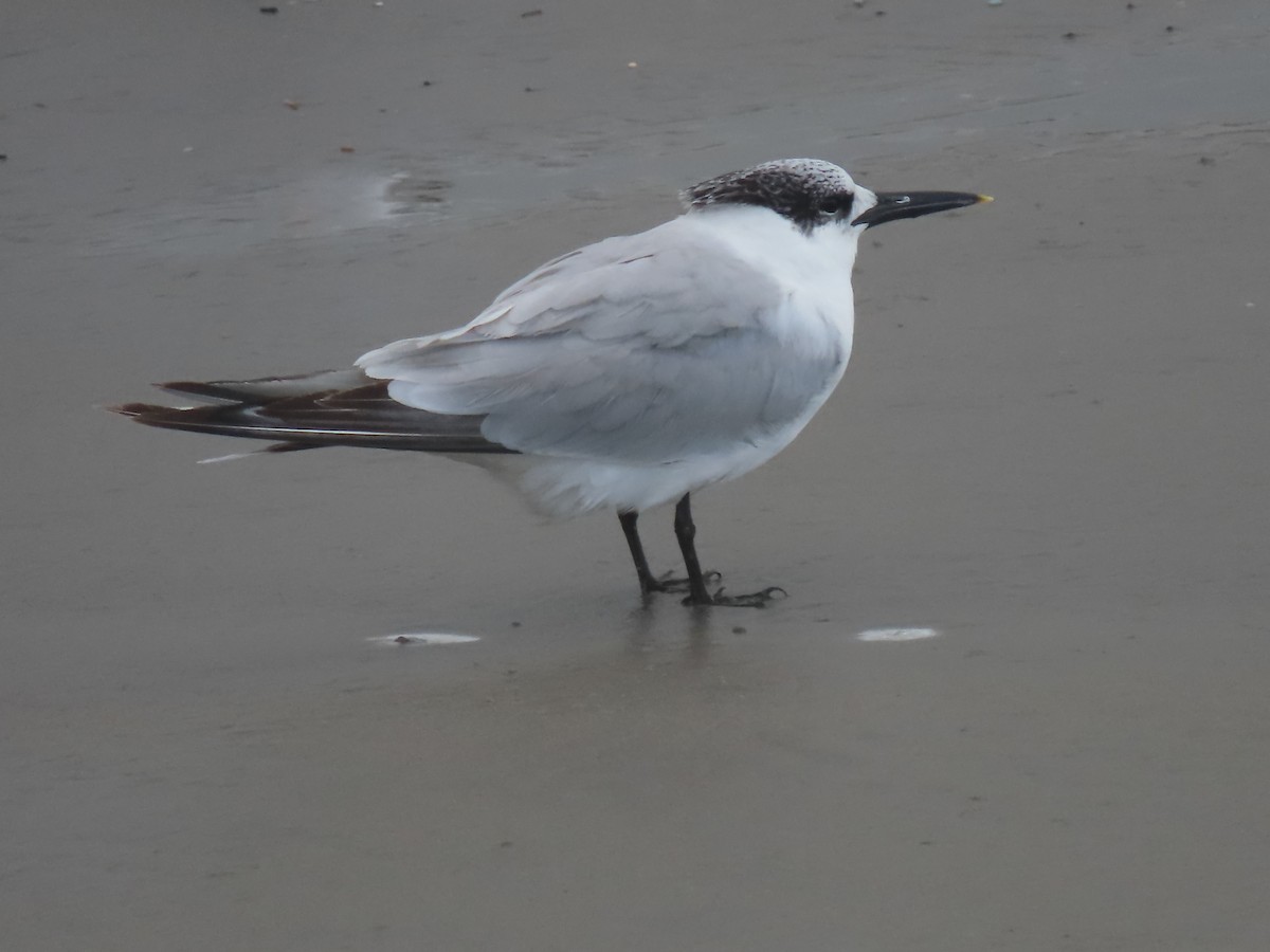 Sandwich Tern (Eurasian) - ML647737683