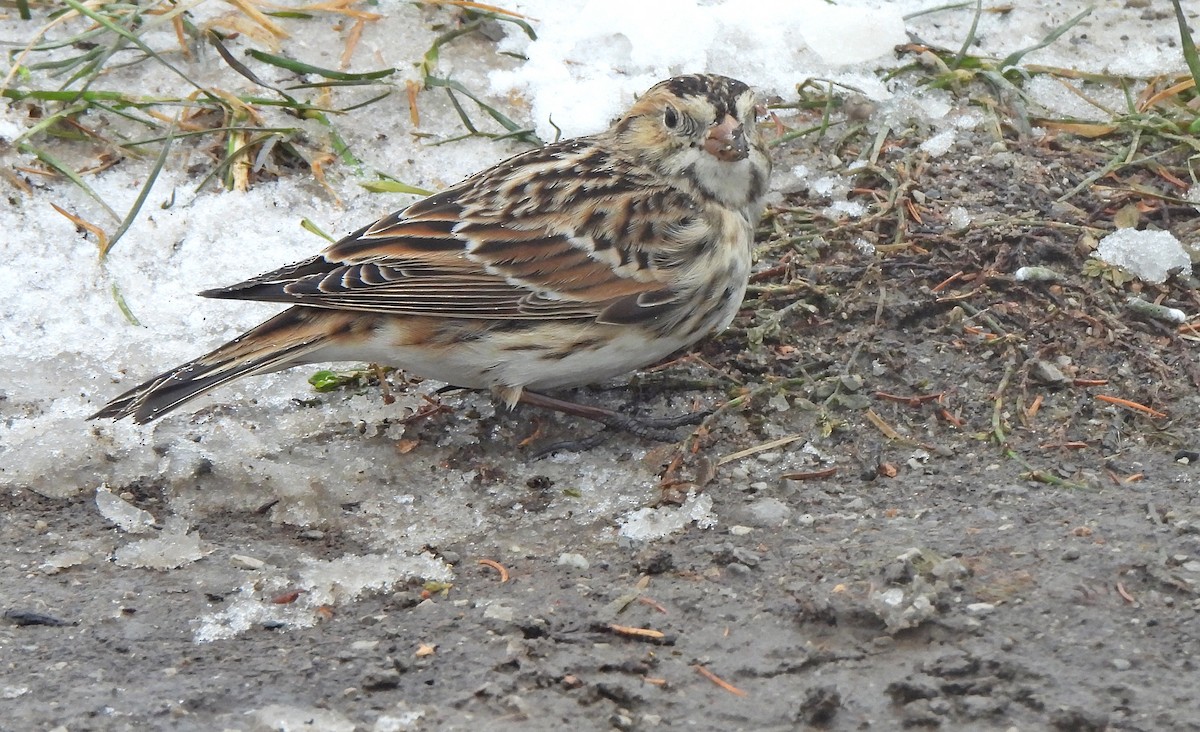 Подорожник лапландський - ML647737684