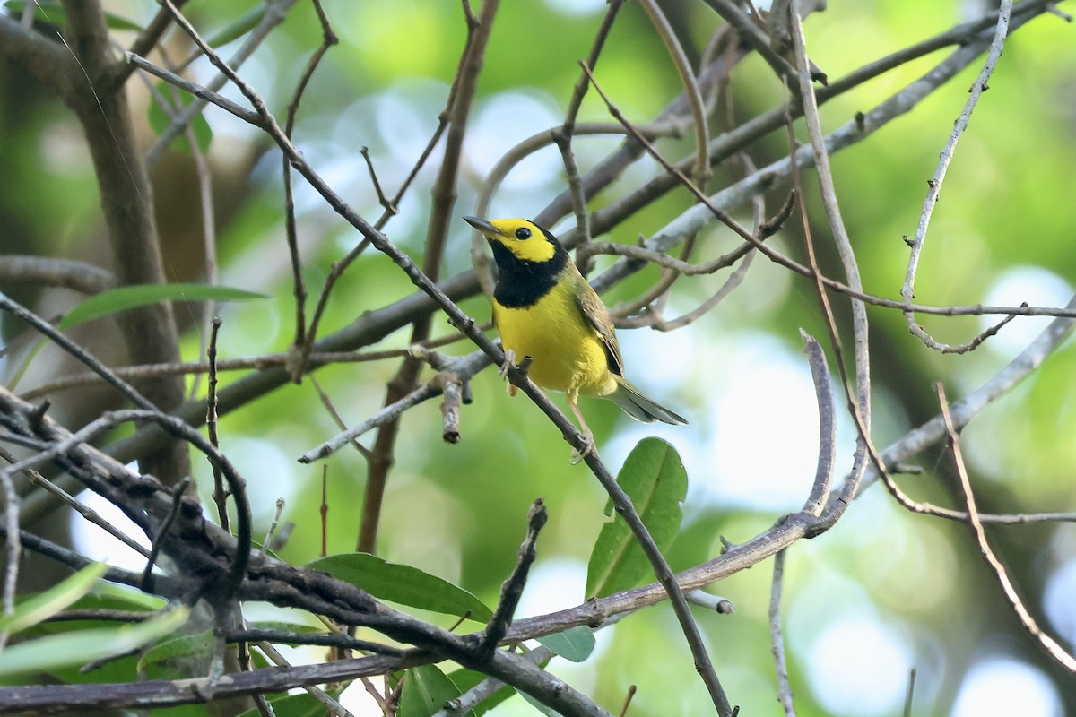 Болотянка чорногорла - ML647737702