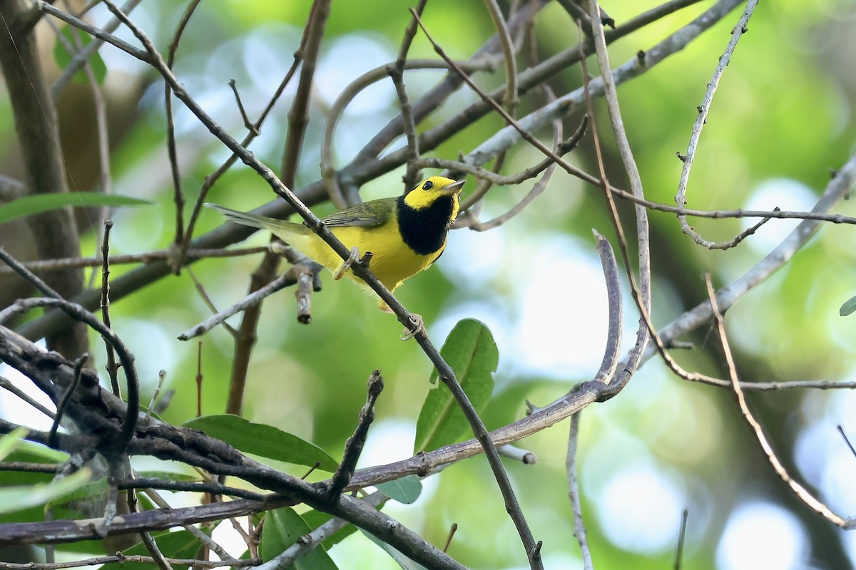 Болотянка чорногорла - ML647737703