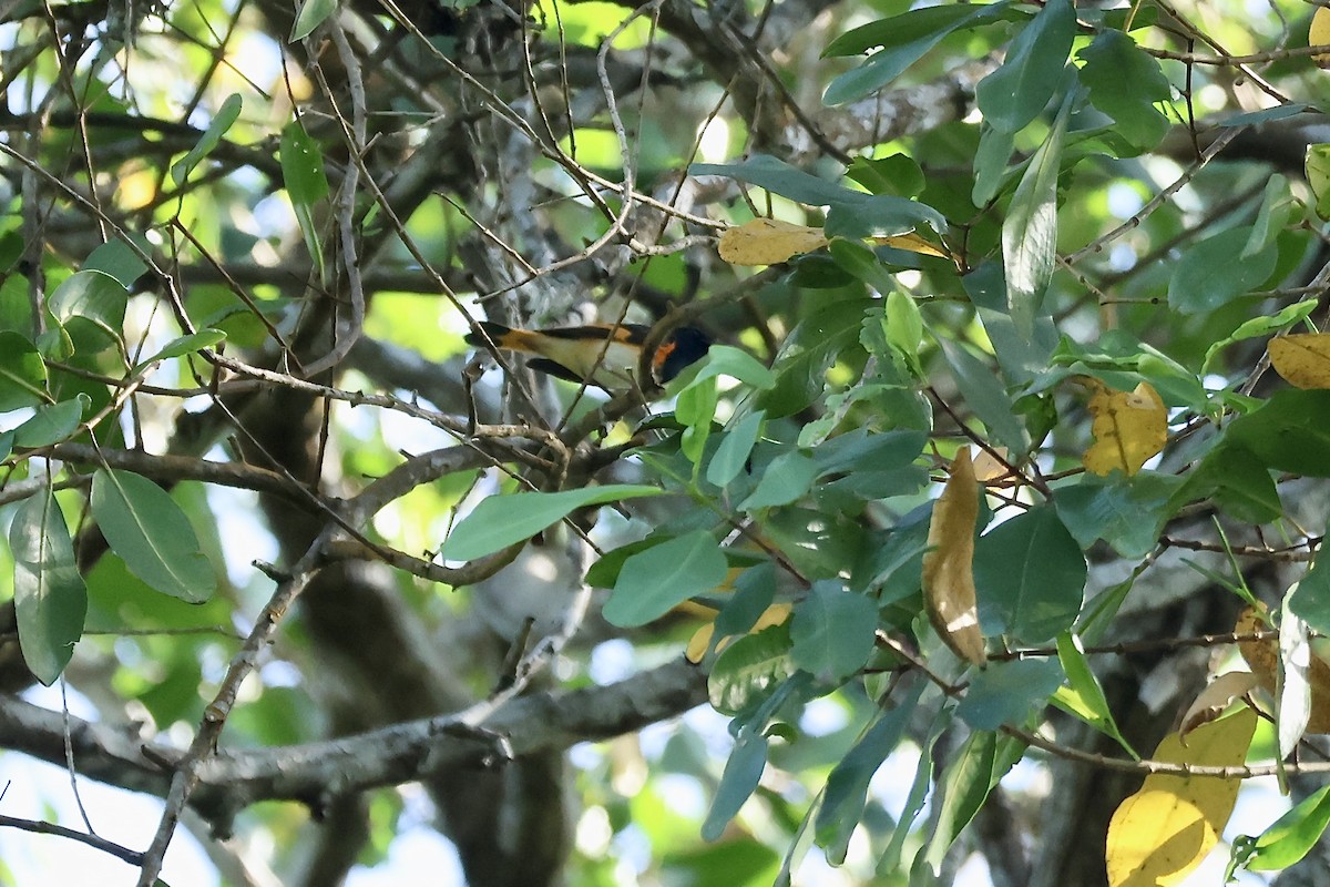 American Redstart - ML647737707