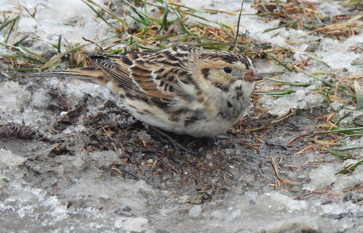 Подорожник лапландський - ML647737712