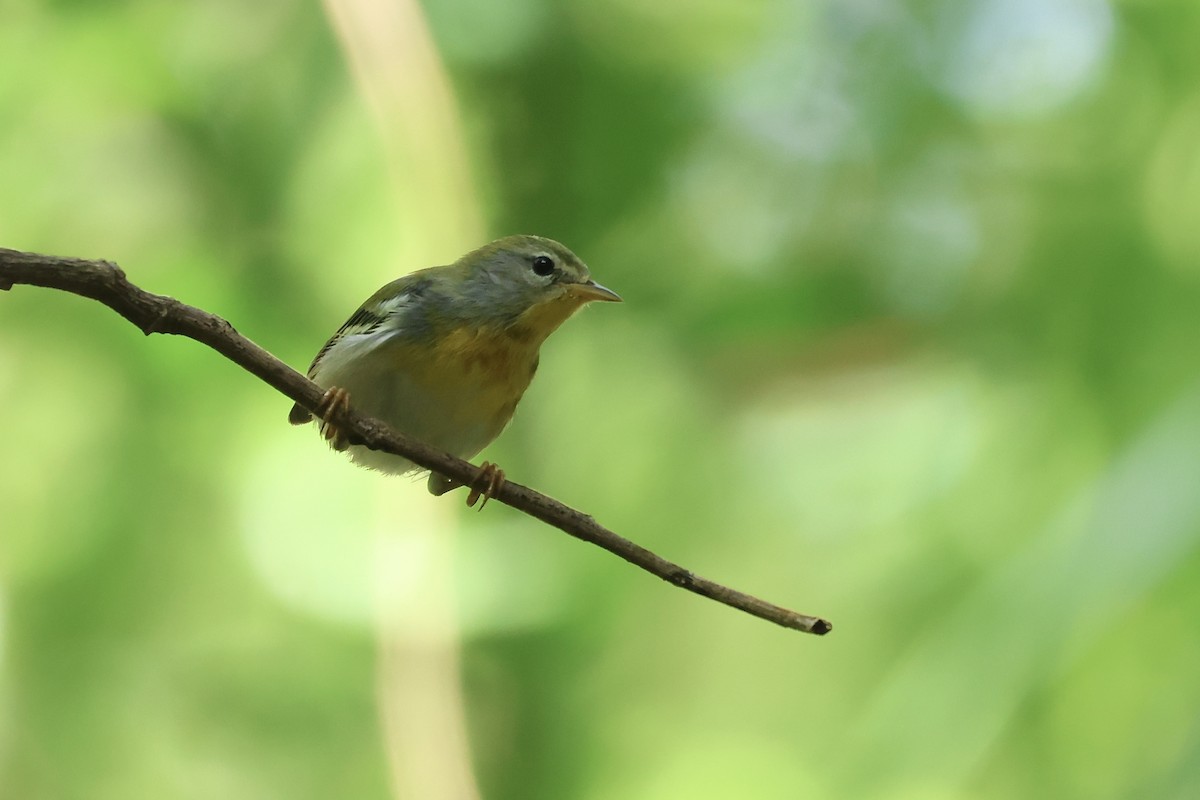 Northern Parula - ML647737713