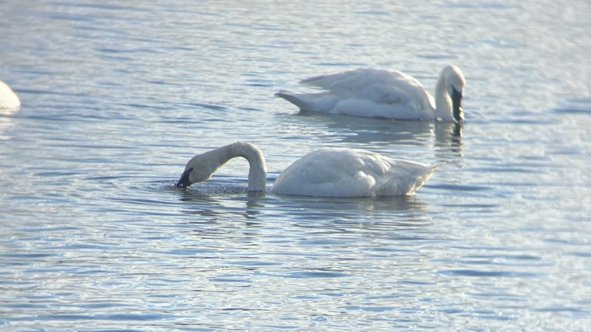 Tundra Swan - ML647737716