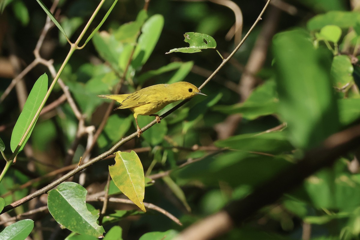 Northern Yellow Warbler - ML647737722