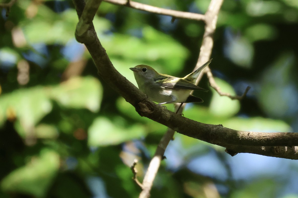Chestnut-sided Warbler - ML647737726
