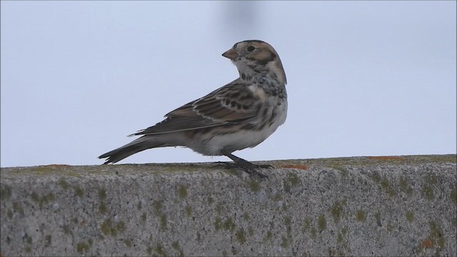 Подорожник лапландський - ML647737729