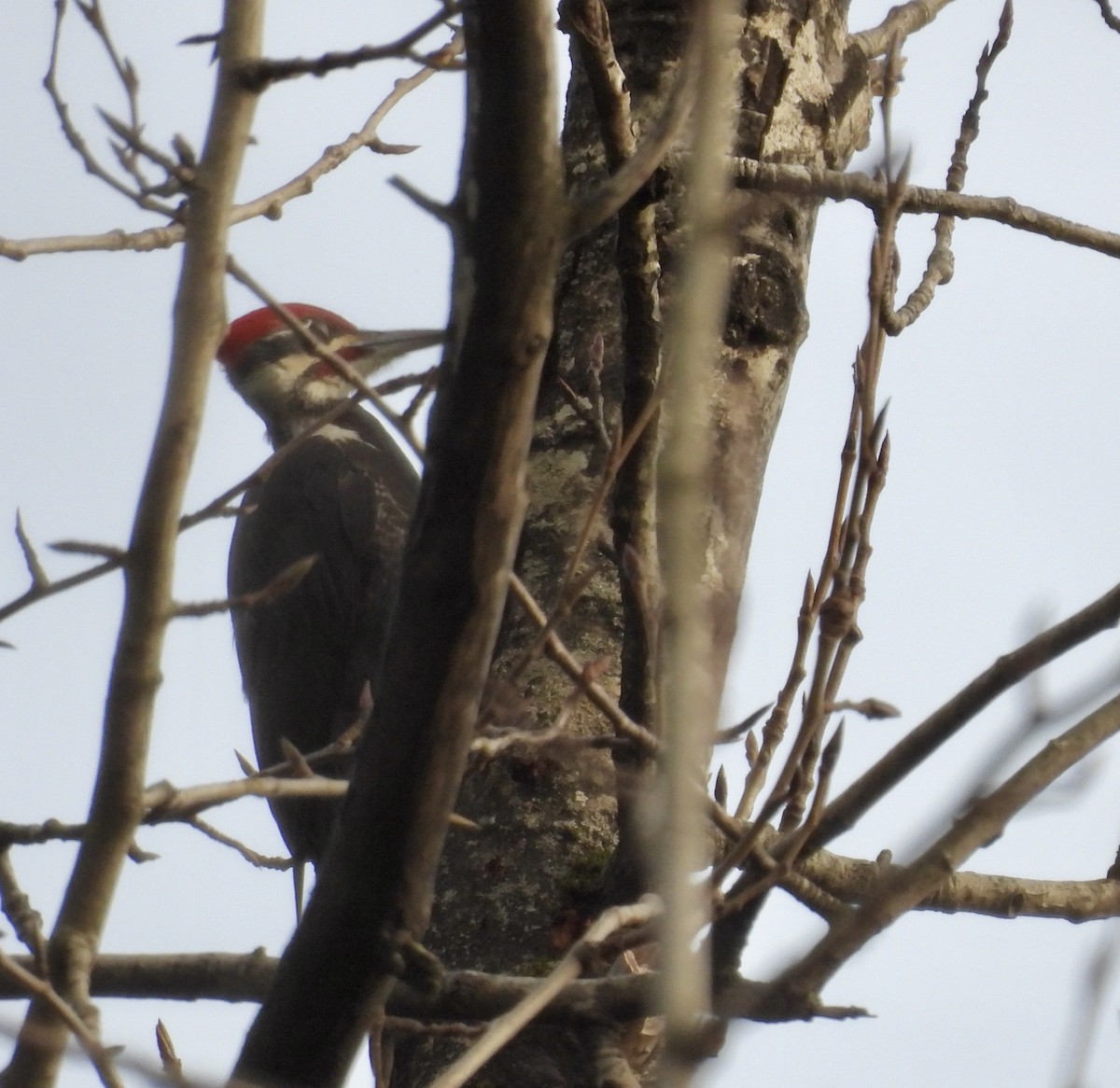datel chocholatý - ML647737739