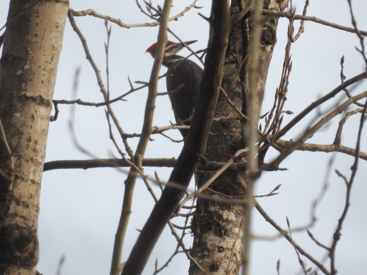 datel chocholatý - ML647737740