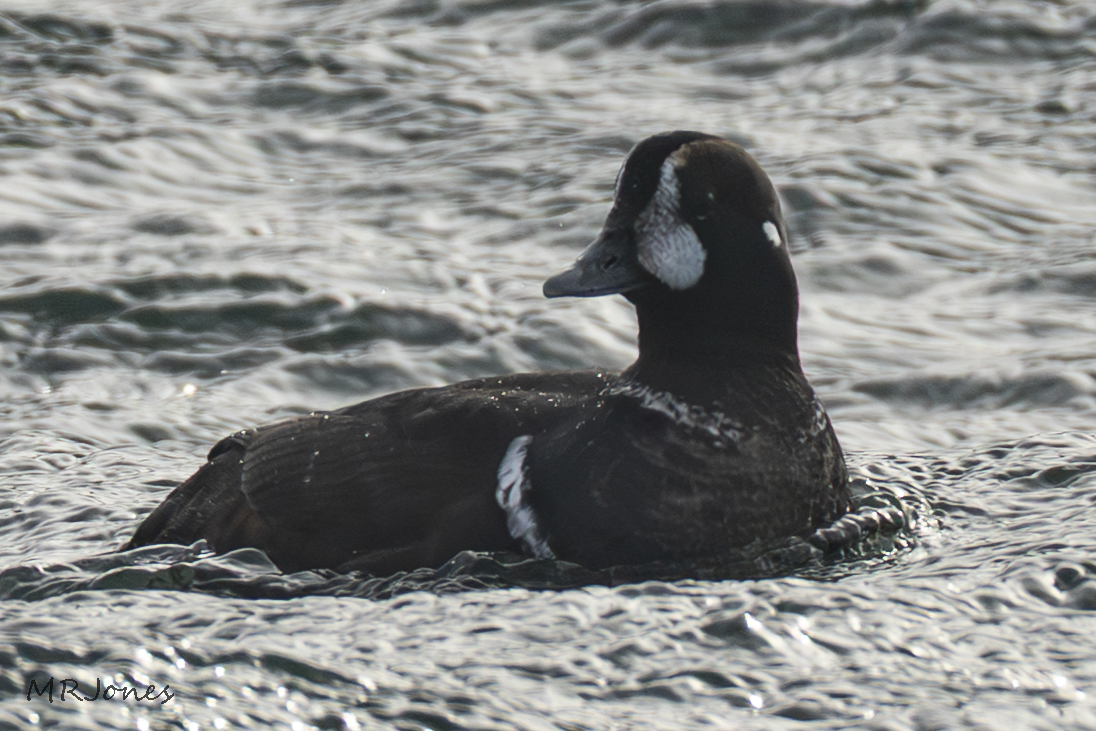 Harlequin Duck - ML647737741