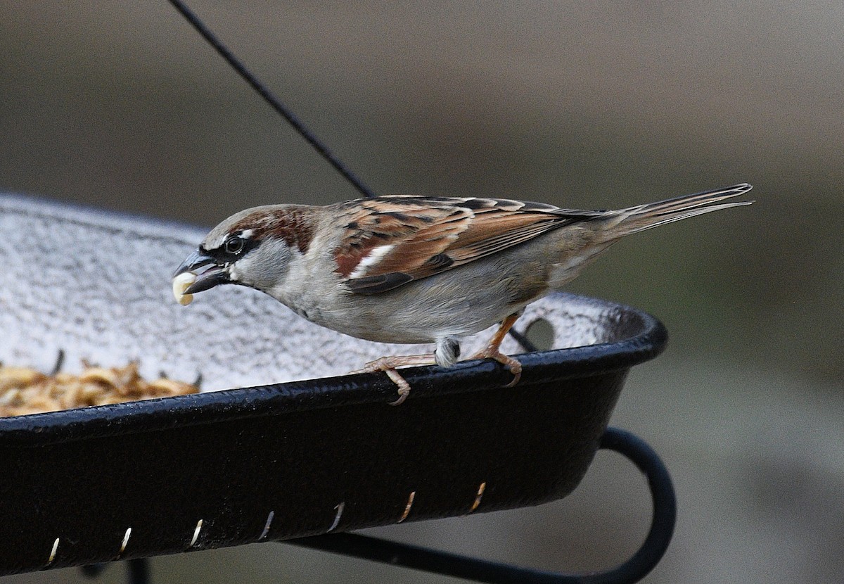 House Sparrow - ML647737742