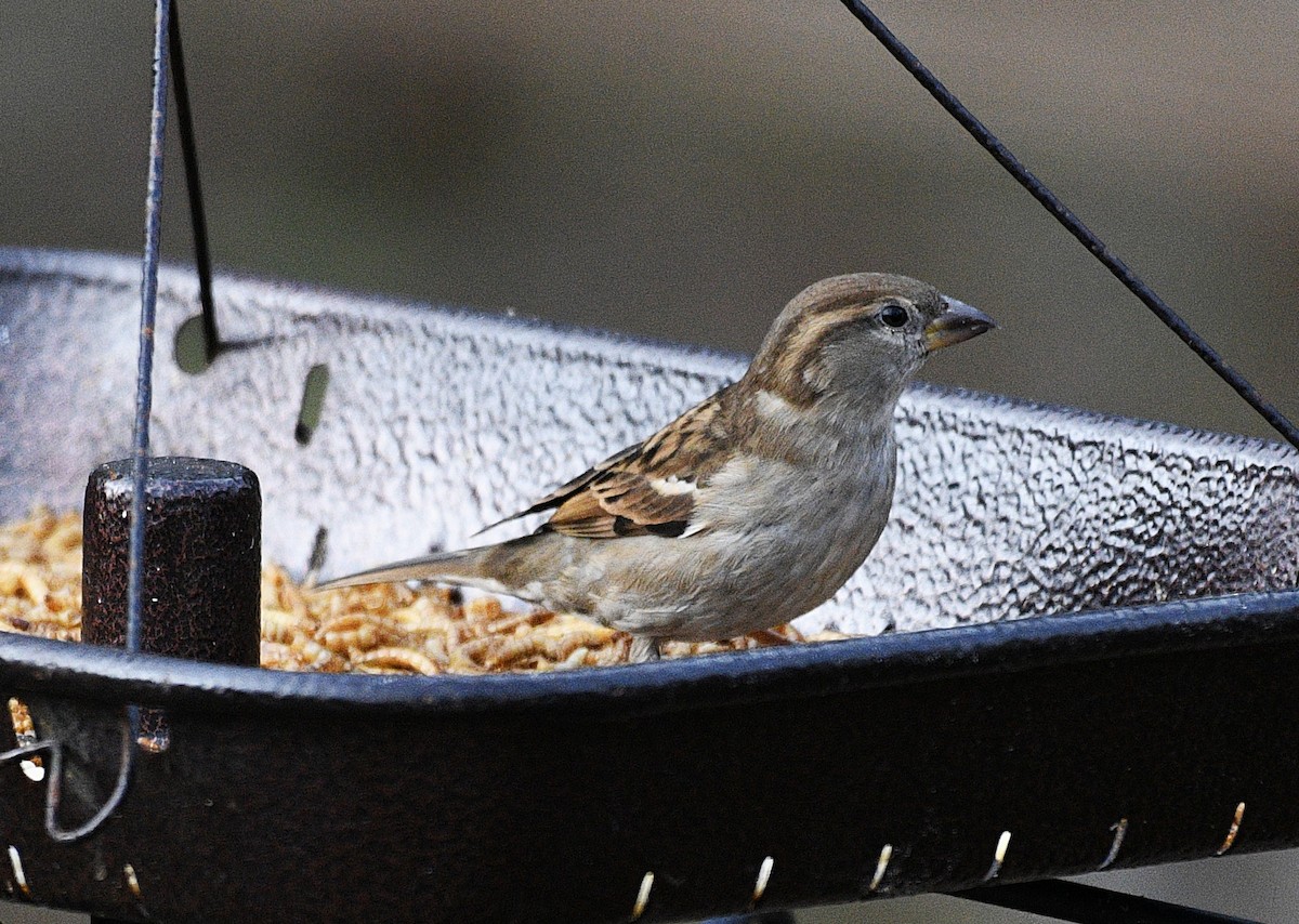 House Sparrow - ML647737780