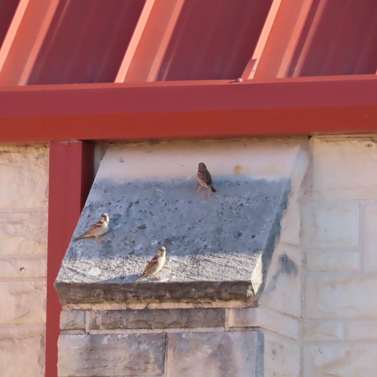 House Sparrow - ML647737783