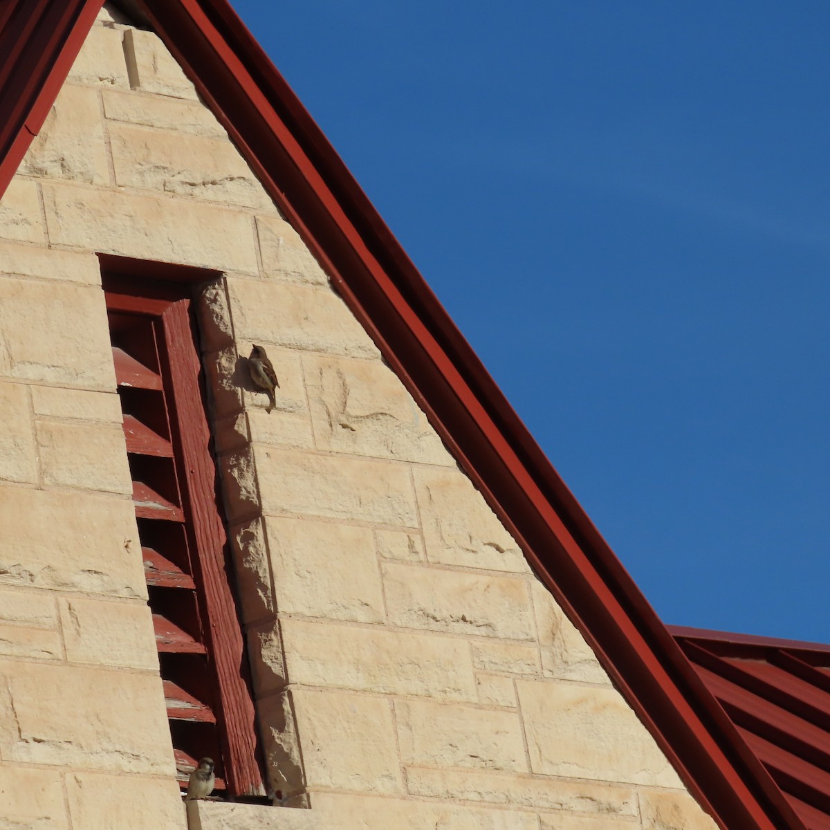 House Sparrow - ML647737784