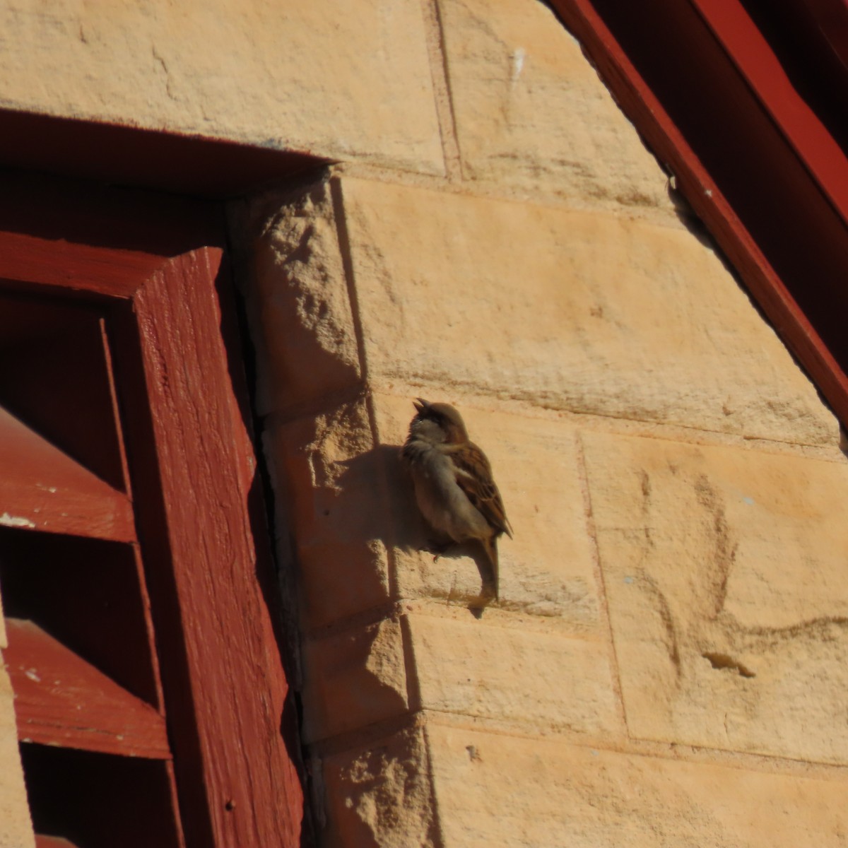 House Sparrow - ML647737785