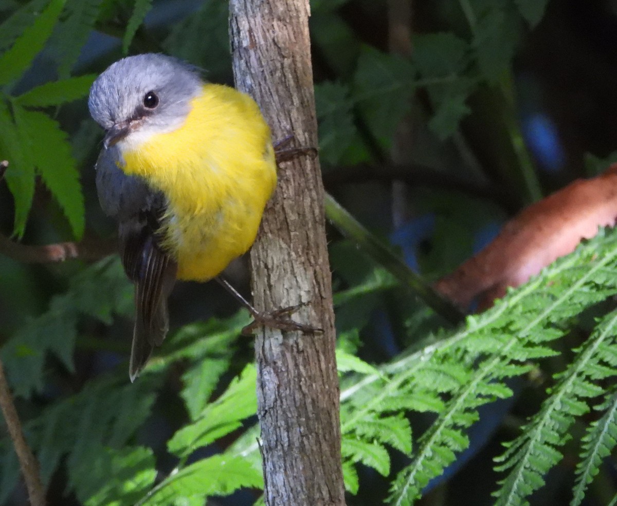 Eastern Yellow Robin - ML647737795